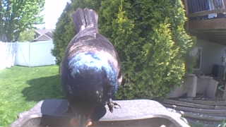 common grackle