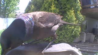 common grackle