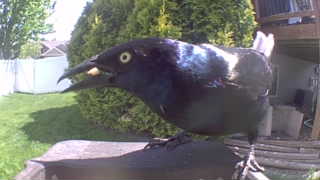 common grackle