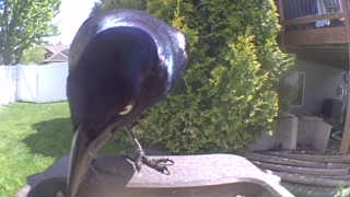 common grackle