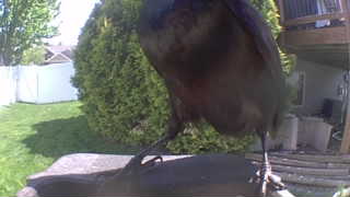 common grackle
