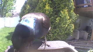 common grackle