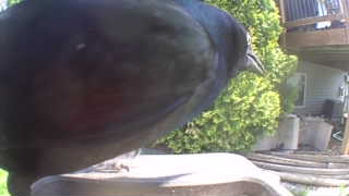 common grackle