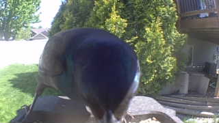 mallard