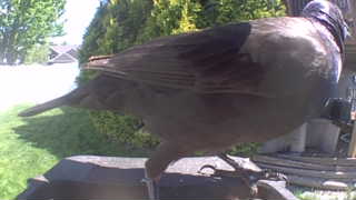 common grackle