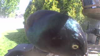 common grackle