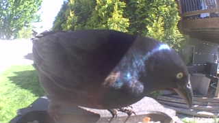common grackle