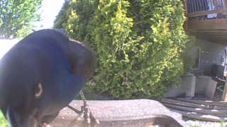 common grackle