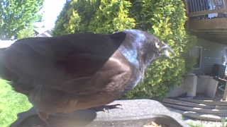 common grackle