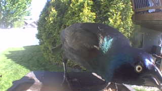 common grackle