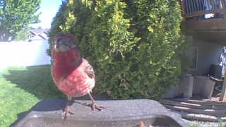 purple finch