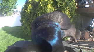 common grackle