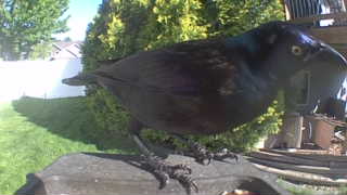 common grackle