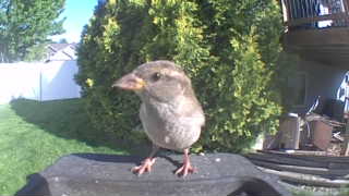 house sparrow