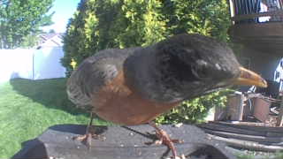 american robin