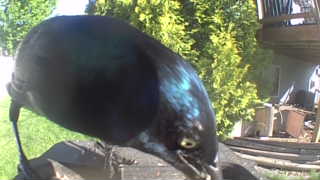 common grackle