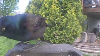 common grackle