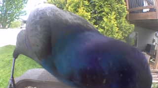 common grackle