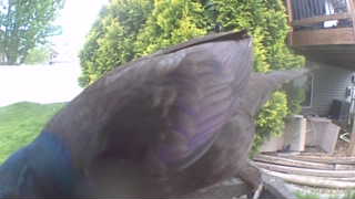 common grackle