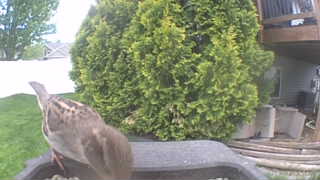 house sparrow