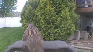 house sparrow