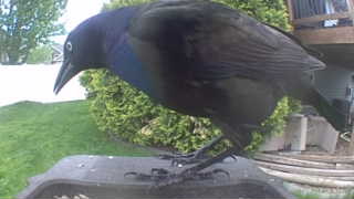 common grackle