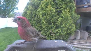 house finch