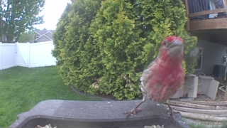 house finch