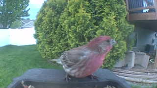 purple finch