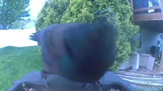 rock pigeon