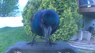 common grackle
