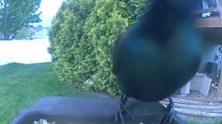 european starling