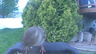 house sparrow