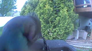 Unidentified clip