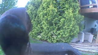 Unidentified clip