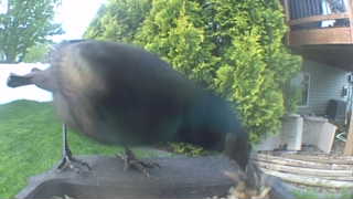 common grackle
