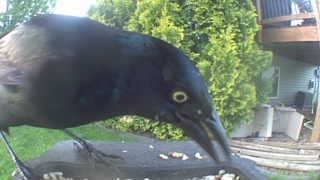 common grackle