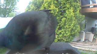 american crow