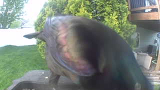 common grackle
