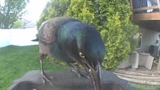 common grackle