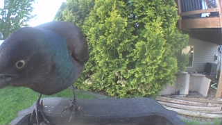 common grackle