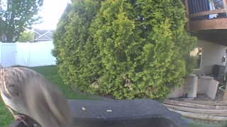 Unidentified clip