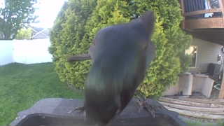 american crow