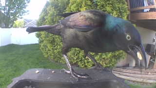 common grackle