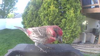 house finch