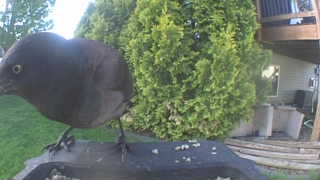 common grackle