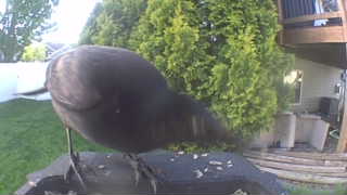 brown-headed cowbird