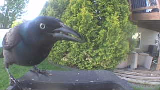 common grackle
