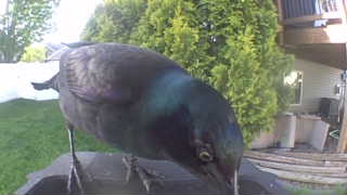 common grackle