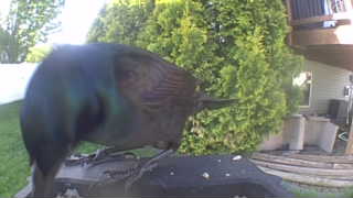 common grackle